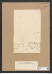 Diatomeae indet. Zeichnungen Sammlung Grunow Nr. 6078 (NHMW-BOT-W0374597)